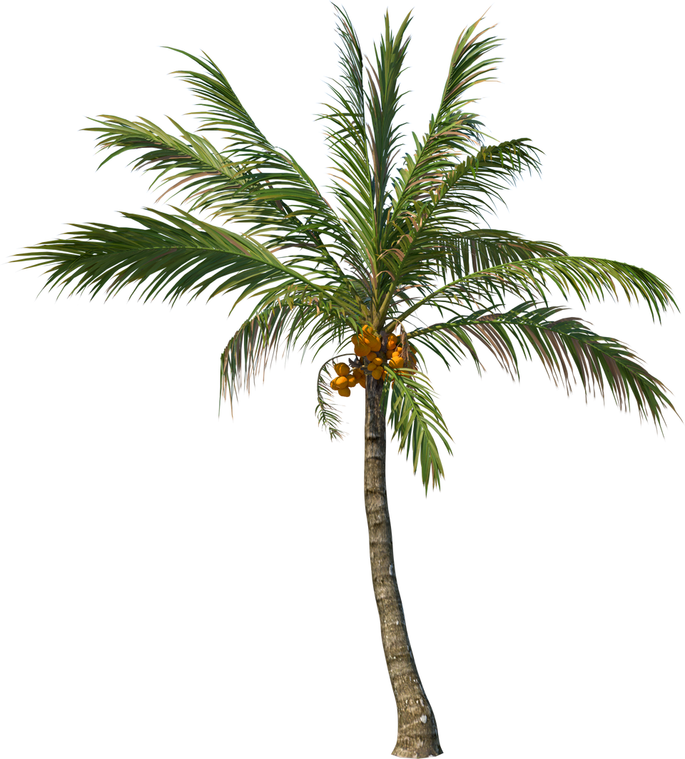 Coconut tree palm